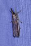 Etiella zinckenella