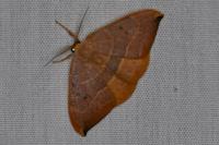 Watsonalla binaria