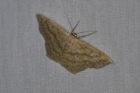 Scopula nigropunctata