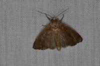 Coenobia rufa