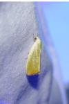 Earias clorana