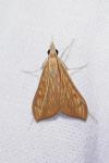 Antigastra catalaunalis