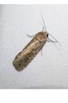 Spodoptera exigua