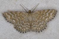 Scopula immorata