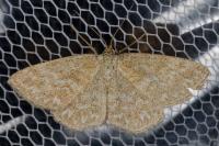 Scopula immorata