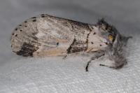 Furcula bifida