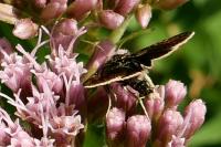 Cleptotypodes varennei