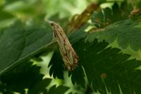 Catoptria falsella