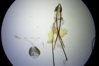 Phycitodes inquinatella