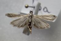 Phycitodes inquinatella