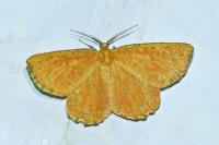 Angerona prunaria