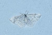 Asthena albulata