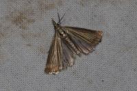 Chrysoteuchia culmella