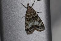 Eudonia mercurella
