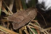 Hoplodrina octogenaria