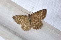 Scopula immorata