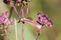 Oncocera semirubella