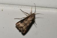 Agrotis ipsilon