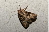 Mesapamea secalella/secalis