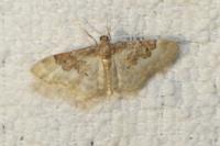 Idaea rusticata