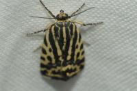 Emmelia trabealis