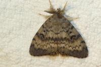 Lymantria dispar