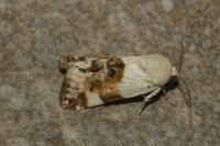 Acontia lucida