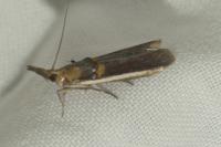 Etiella zinckenella