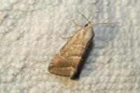 Phyllophila obliterata