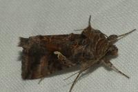 Autographa gamma