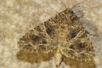Hadena bicruris