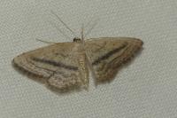Idaea mediaria