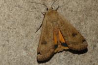 Noctua pronuba