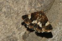 Tyta luctuosa