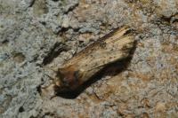 Axylia putris