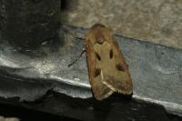 Agrotis exclamationis exclamationis
