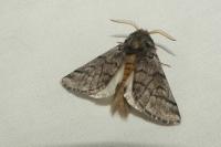 Thaumetopoea pityocampa