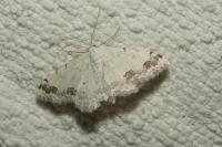 Scopula decorata