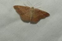Scopula rubiginata