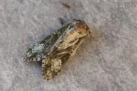 Craniophora ligustri