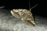 Eumannia oranaria
