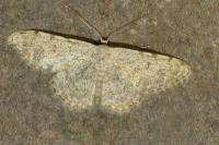Scopula submutata roseonitens