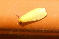 Wittia sororcula
