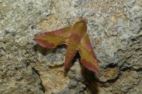 Deilephila porcellus