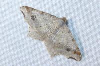 Macaria alternata