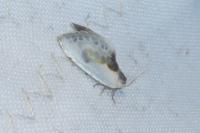 Cilix glaucata