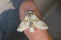 Furcula furcula