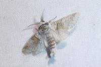 Furcula furcula