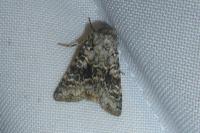 Hecatera bicolorata