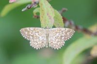 Scopula tessellaria